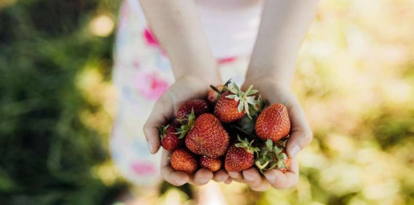 Des fraises en belles quantités